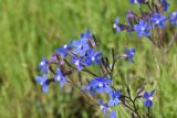 View full-size image Anchusa azurea