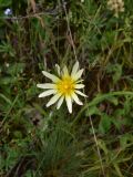 View full-size image Tragopogon graminifolius
