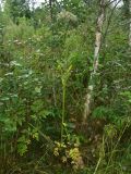 View full-size image Angelica sylvestris