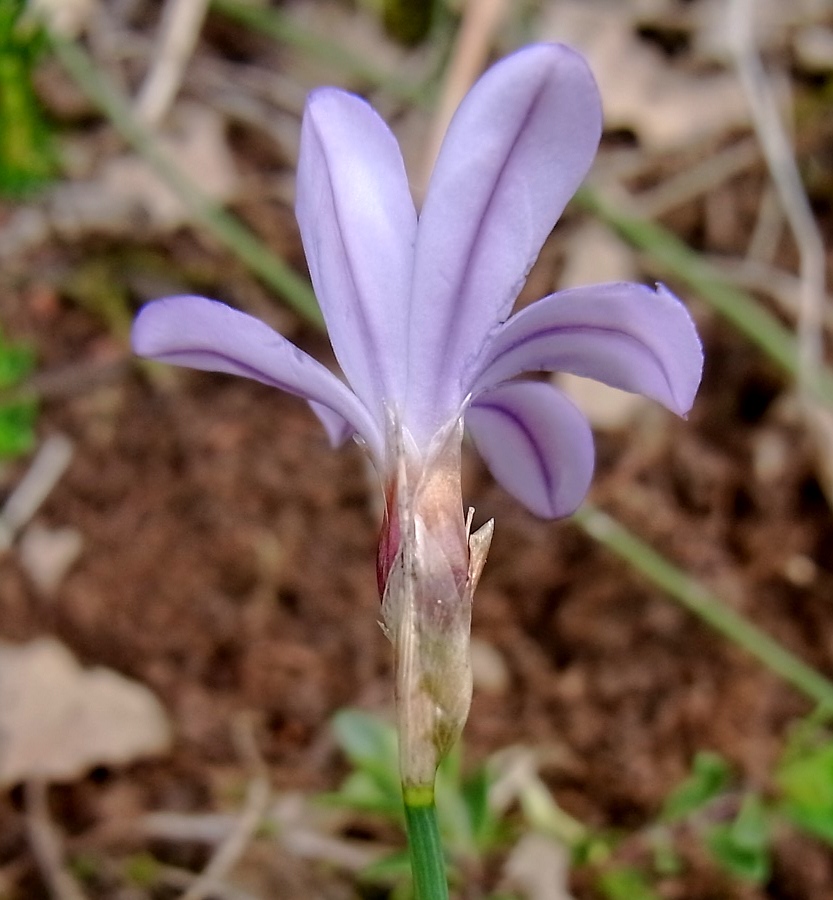 Image of Aphyllanthes monspeliensis specimen.