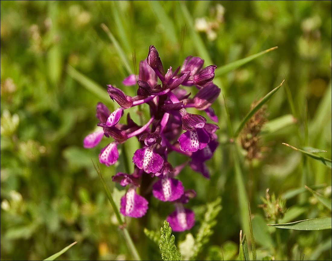 Image of Anacamptis morio ssp. caucasica specimen.