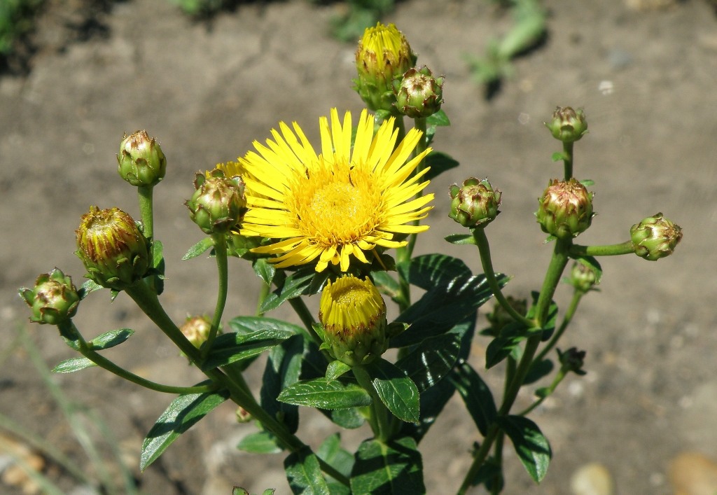 Image of Inula aspera specimen.