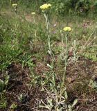 Helichrysum arenarium