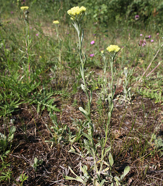 Image of Helichrysum arenarium specimen.