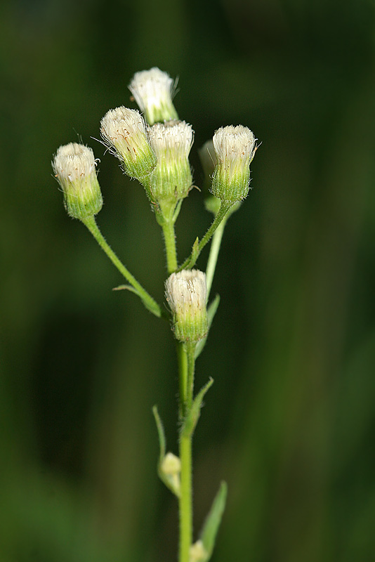 Image of Erigeron podolicus specimen.