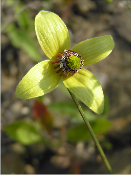 Image of Clematis serratifolia specimen.