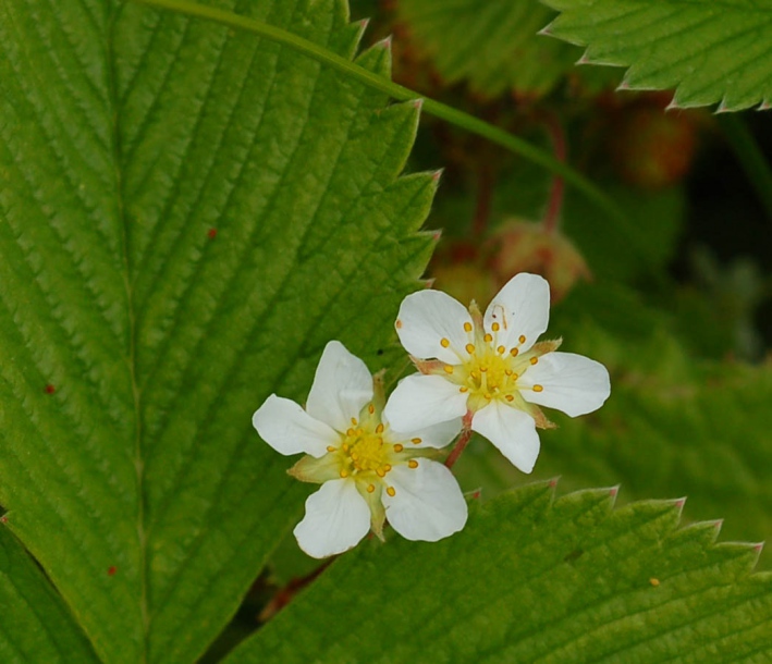 Image of Fragaria yezoensis specimen.