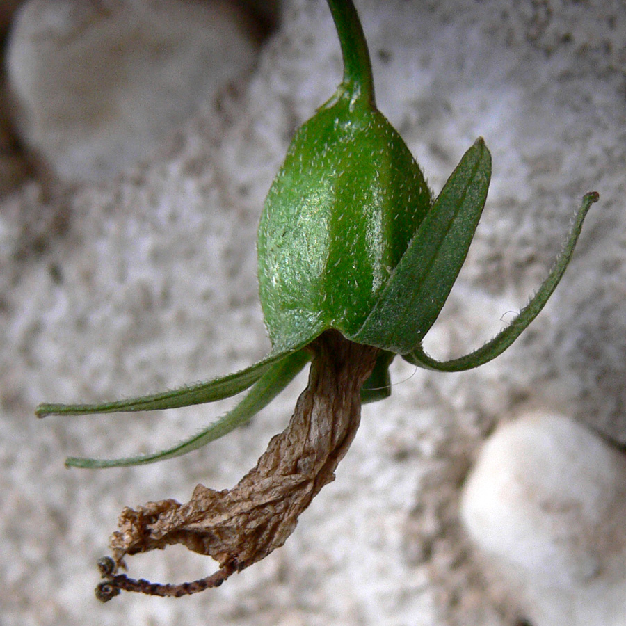 Image of Campanula rapunculoides specimen.