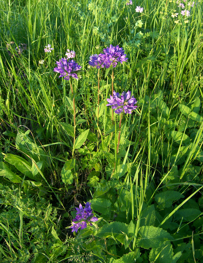 Image of Campanula maleevii specimen.