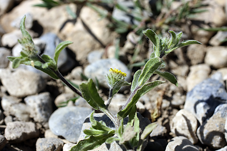 Image of Pulicaria dysenterica specimen.