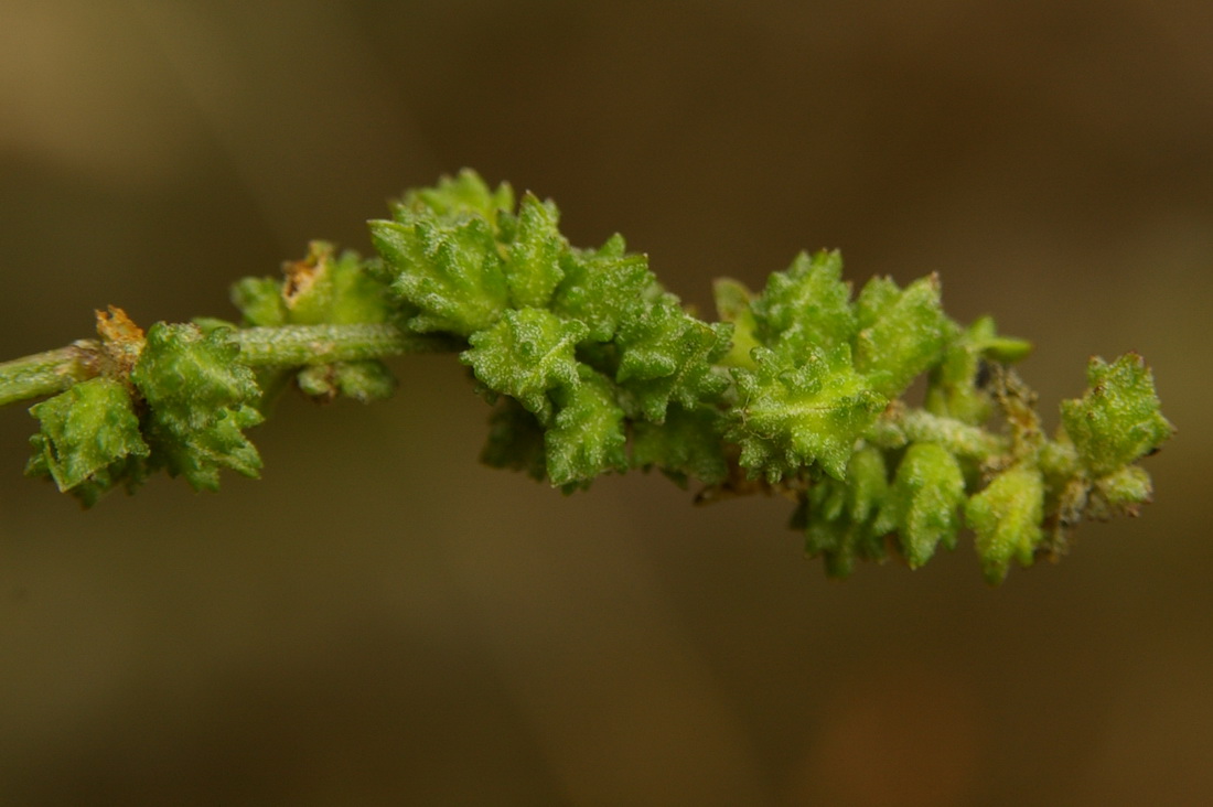 Image of Atriplex patula specimen.