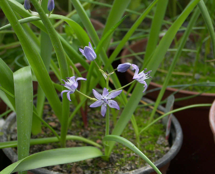 Image of Scilla verna specimen.