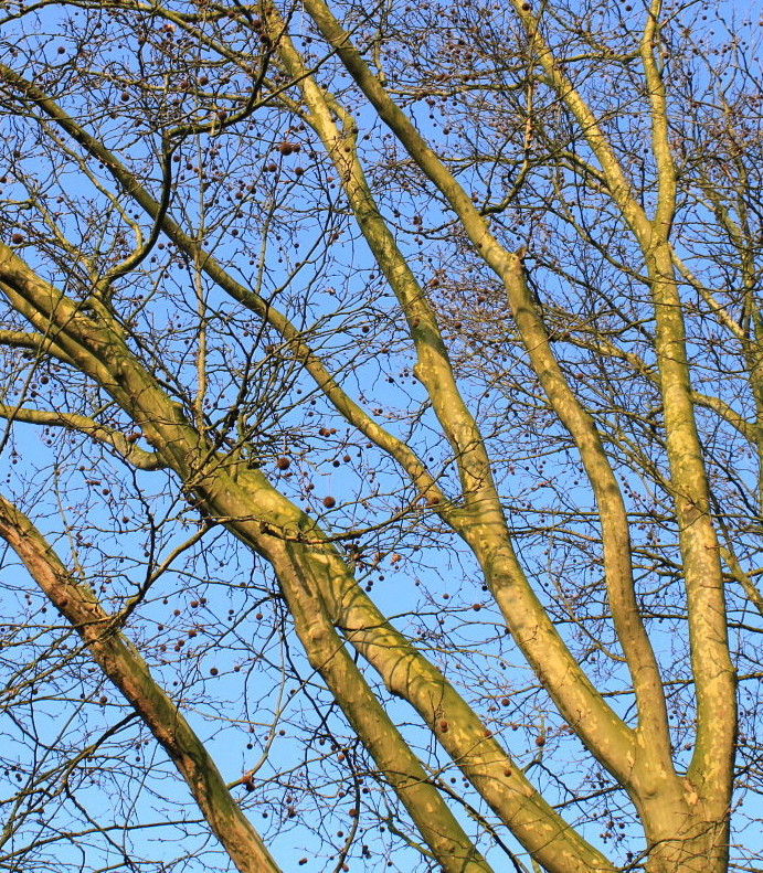 Image of Platanus &times; acerifolia specimen.