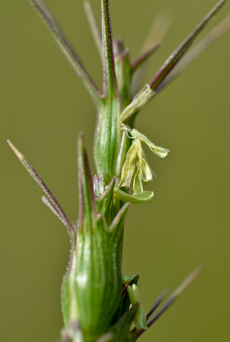 Image of Aegilops peregrina specimen.