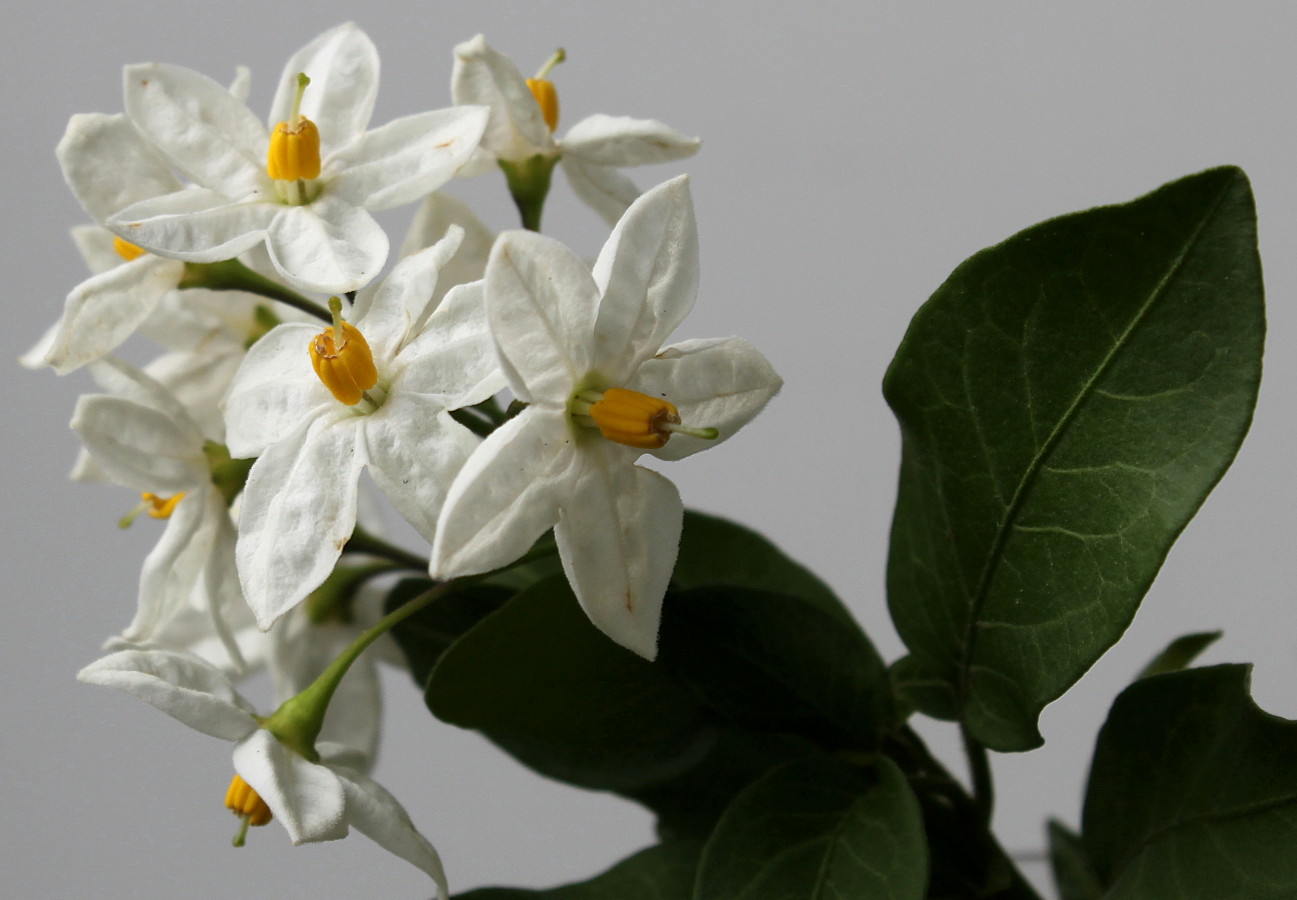 Image of Solanum laxum specimen.