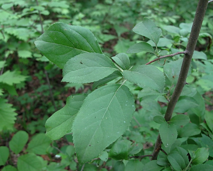 Image of Malus mandshurica specimen.