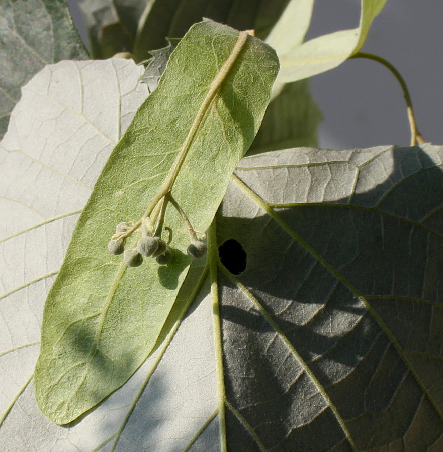 Image of Tilia tomentosa specimen.