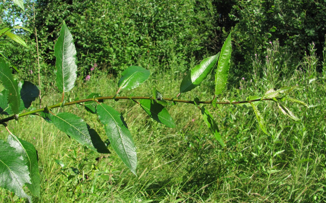 Image of Salix &times; tetrapla specimen.