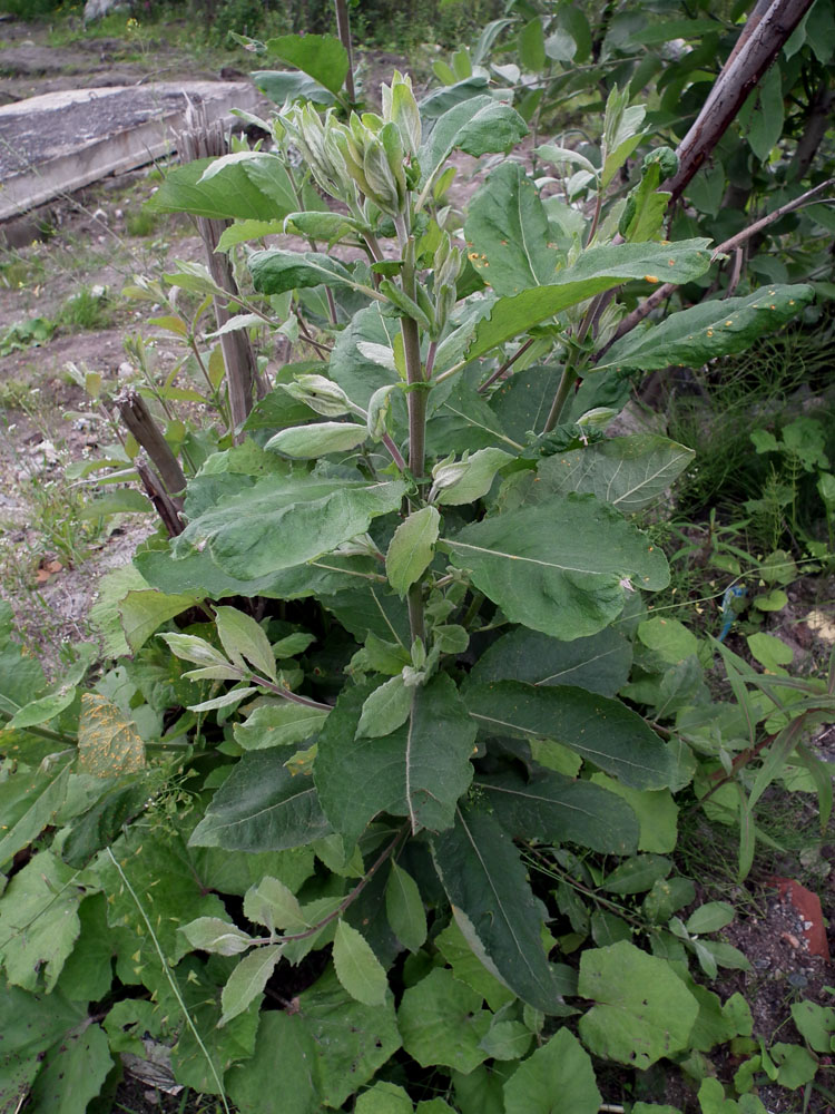 Image of Salix caprea specimen.