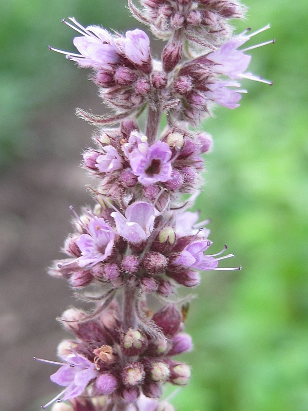 Image of Mentha longifolia specimen.