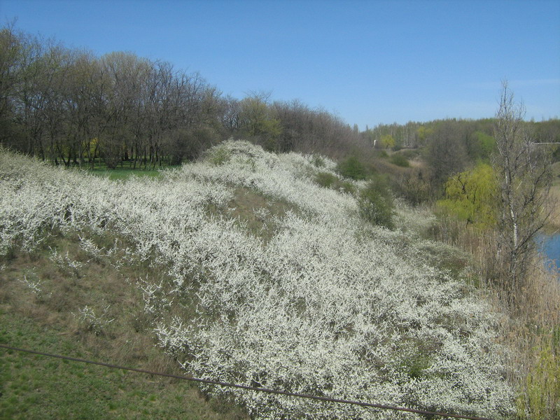 Image of Prunus stepposa specimen.