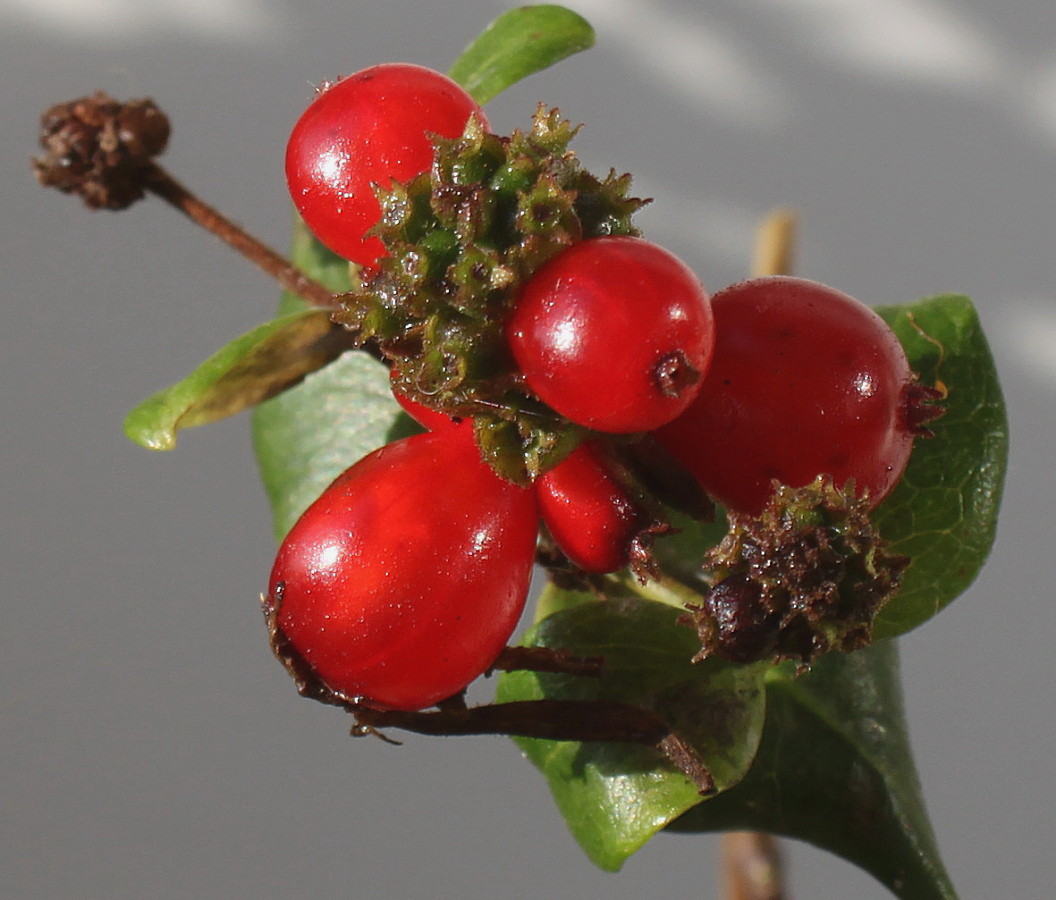 Image of Lonicera &times; heckrottii specimen.