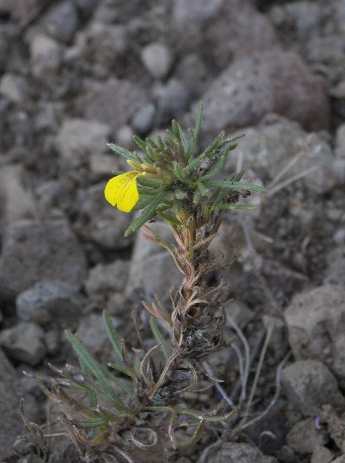 Image of Ajuga glabra specimen.