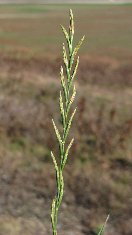 Image of genus Elytrigia specimen.