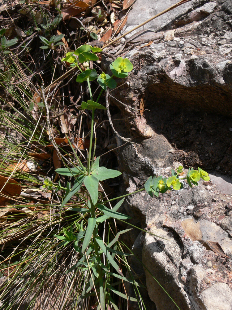 Image of Euphorbia terracina specimen.