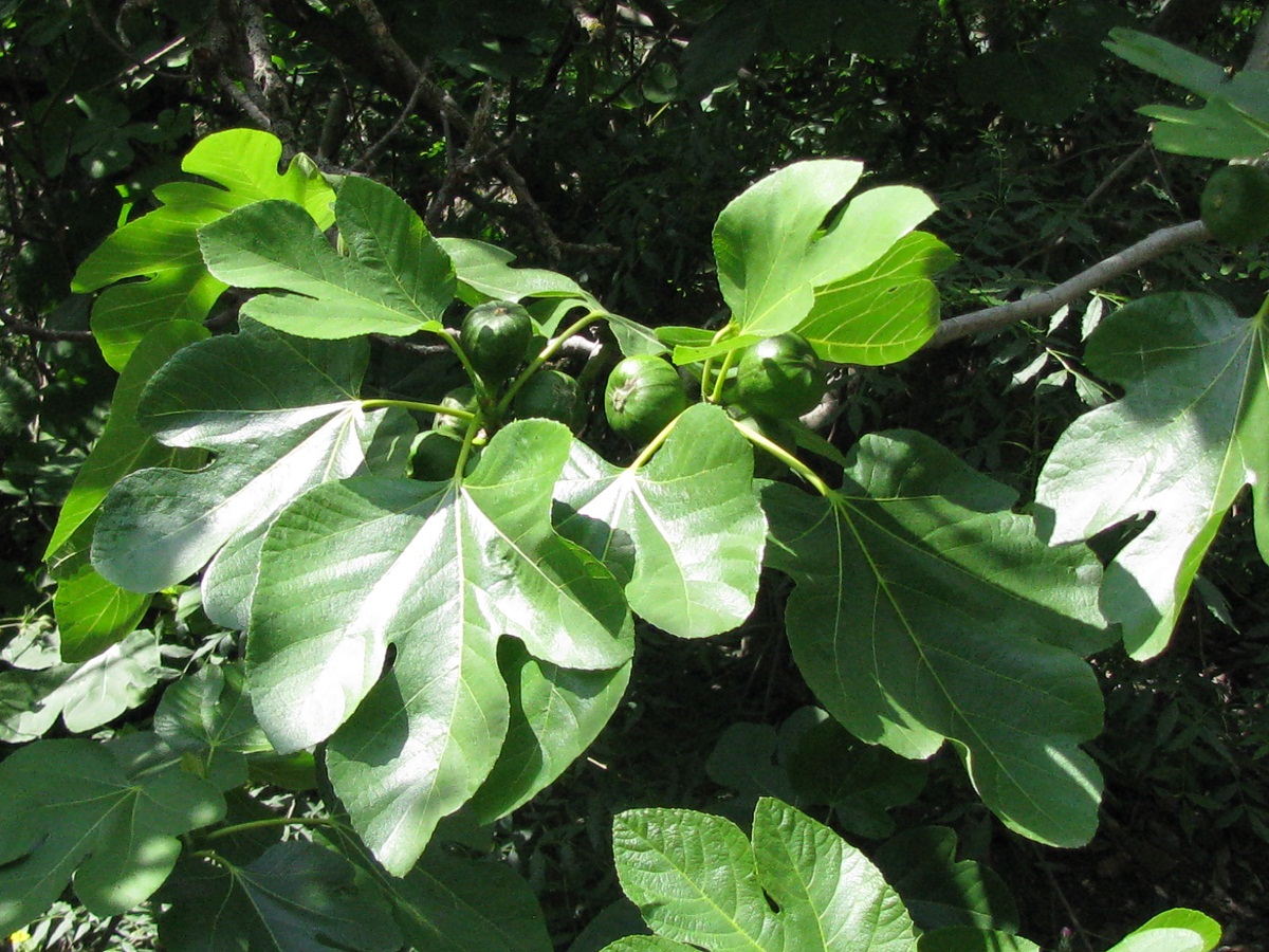 Image of Ficus carica specimen.