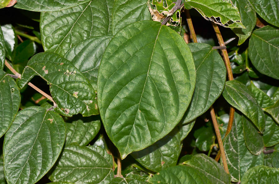 Image of Clerodendrum splendens specimen.