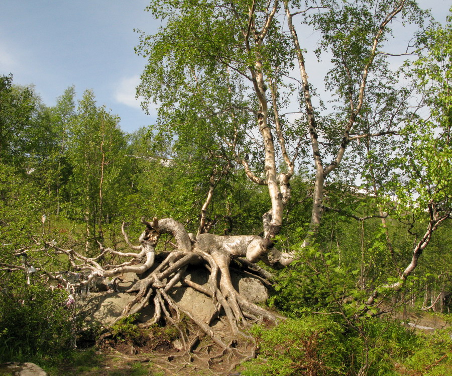 Изображение особи Betula tortuosa.