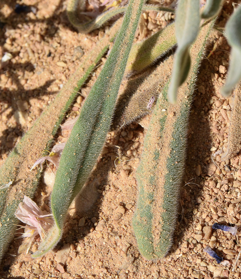 Image of Paracaryum rugulosum specimen.