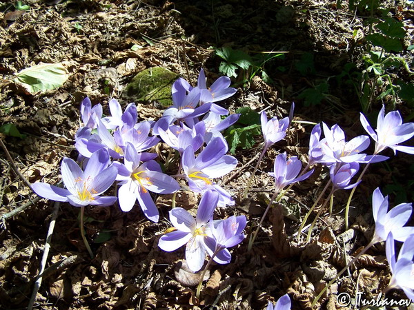 Изображение особи Crocus speciosus.