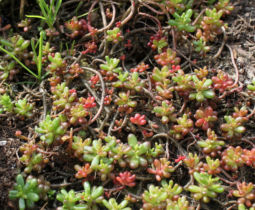 Image of Sedum hispanicum specimen.