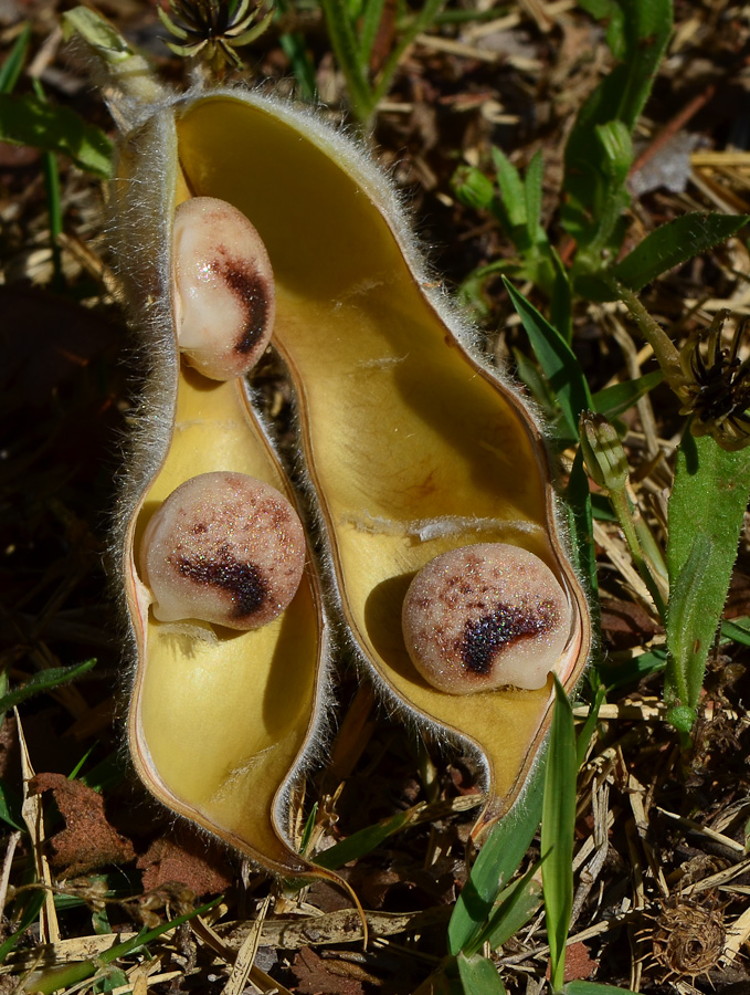 Image of Lupinus pilosus specimen.