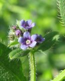 Asperugo procumbens. Верхушка побега с цветками и бутонами. Украина, г. Запорожье, Правый берег, возле магазина АТБ. 19.05.2011.