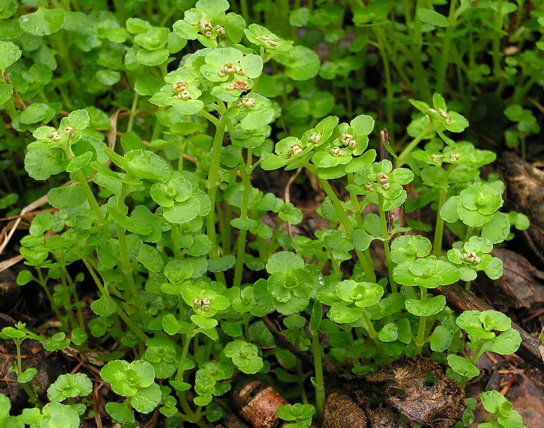 Image of Chrysosplenium ramosum specimen.