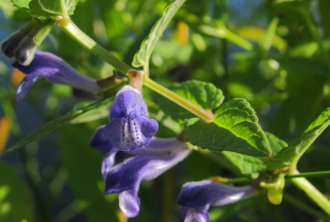 Image of Scutellaria galericulata specimen.