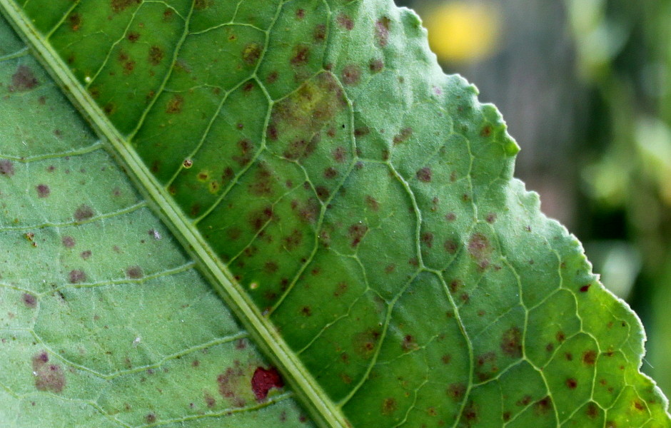 Изображение особи Rumex hydrolapathum.