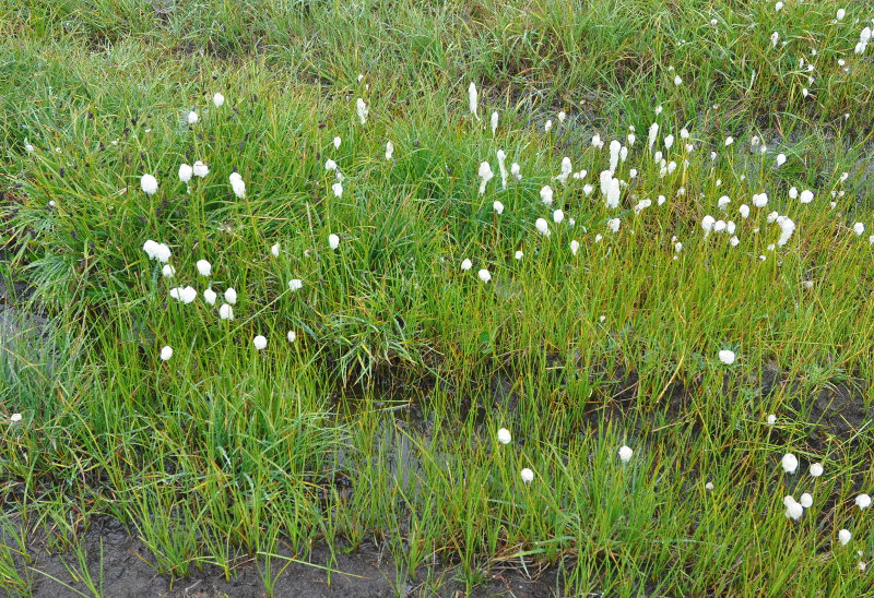 Image of genus Eriophorum specimen.