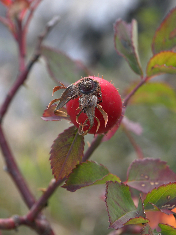 Image of Rosa borissovae specimen.