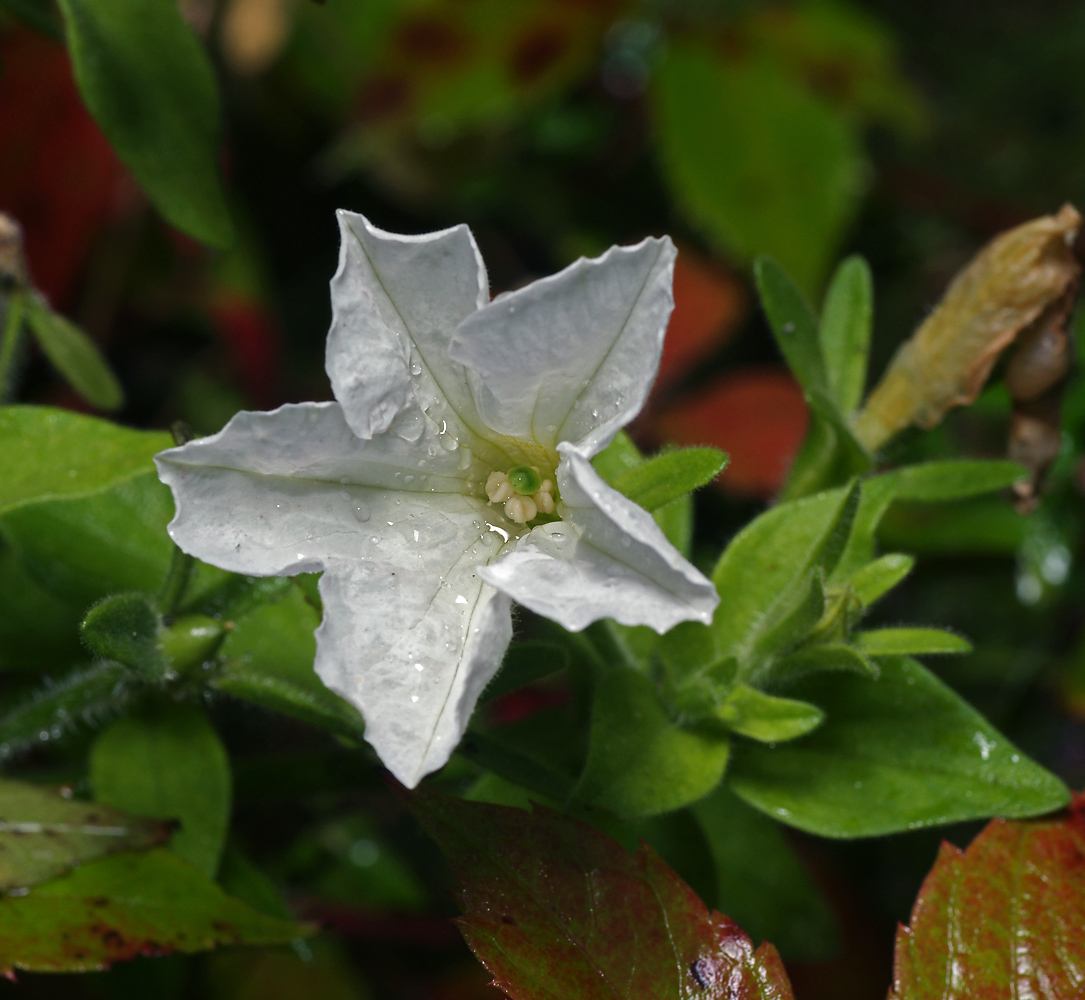 Изображение особи Petunia &times; hybrida.