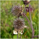 Geum rivale. Плоды с остатками лепестков. Чувашия, окр. г. Шумерля, Кумашкинский заказник, Соколова поляна. 27 июня 2009 г.