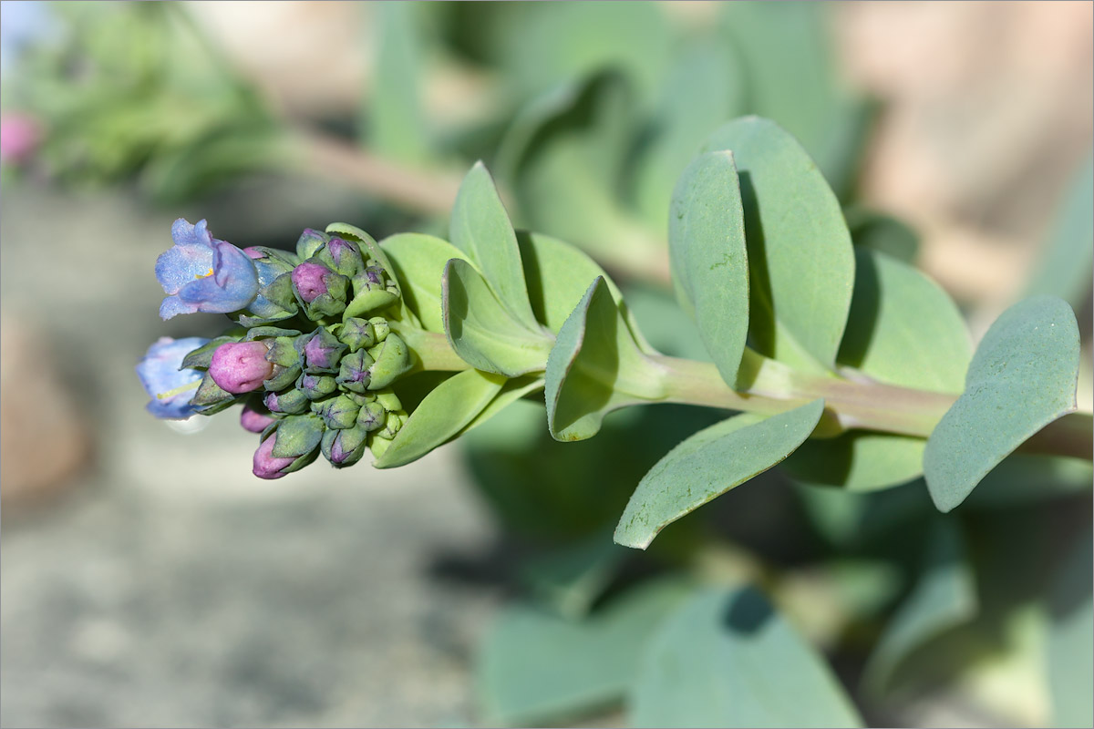 Изображение особи Mertensia maritima.