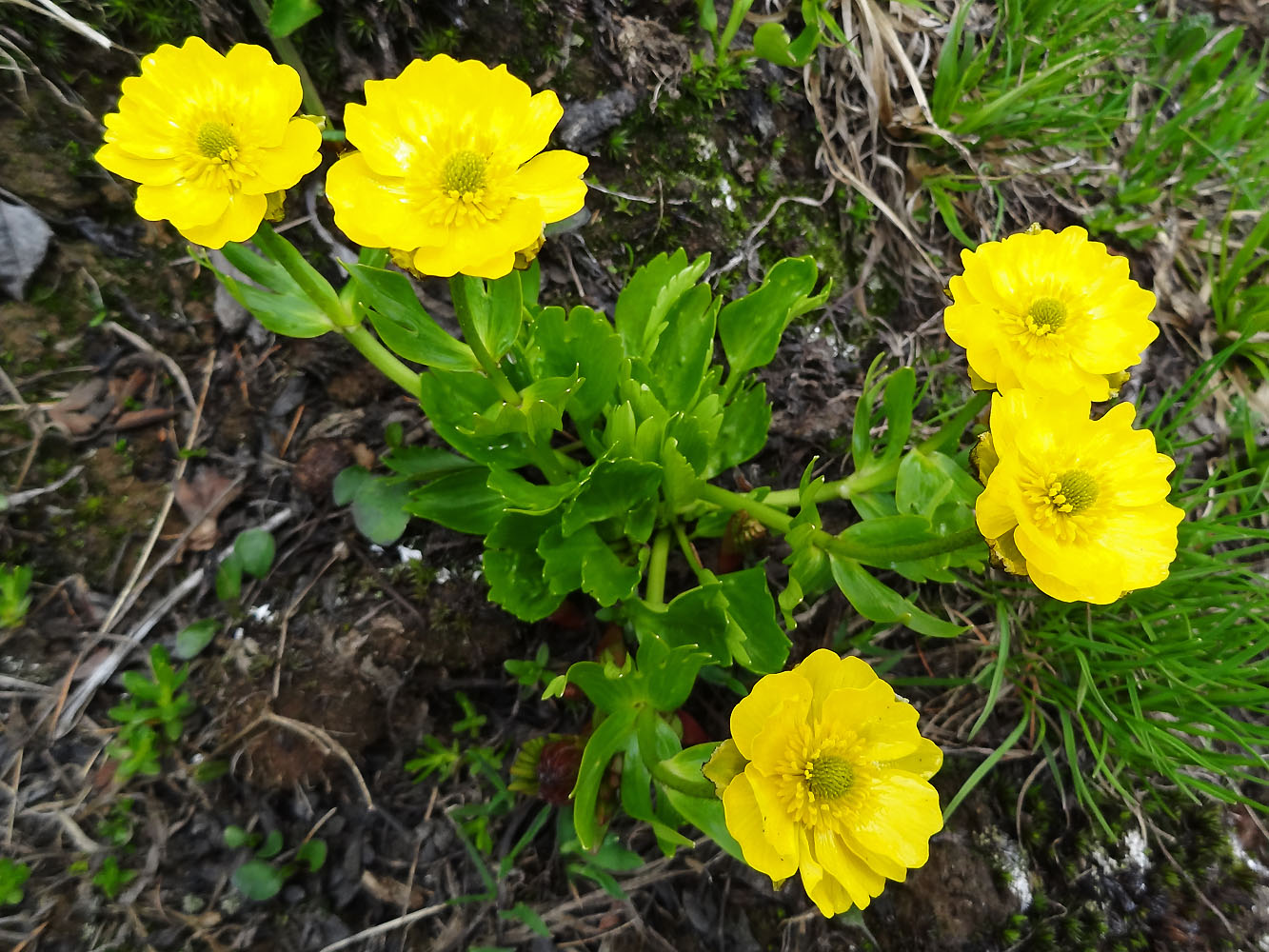 Image of Ranunculus altaicus specimen.