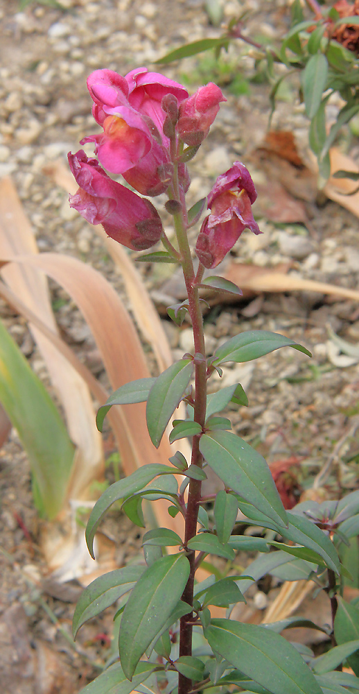 Image of Antirrhinum majus specimen.