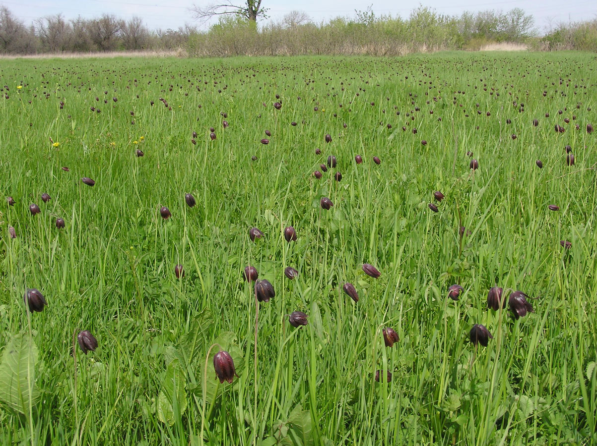 Image of Fritillaria meleagroides specimen.