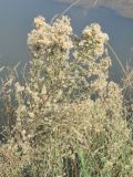 Symphyotrichum graminifolium