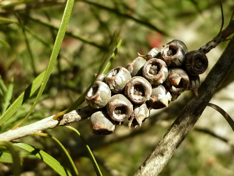 Изображение особи Callistemon rigidus.